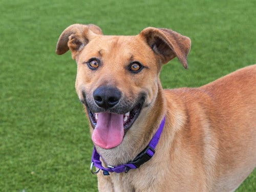 Photo of Randy, adoptable Black Mouth Cur in Martinez, California