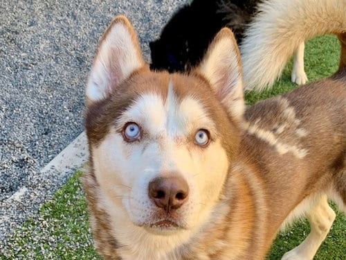 Photo of Cudi, adoptable Siberian Husky in Moreno Valley, California