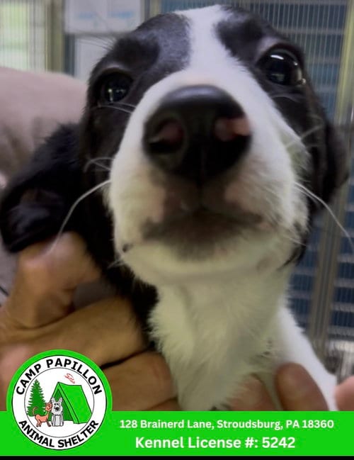 Photo of Homer, adoptable Border Collie in Stroudsburg, Pennsylvania