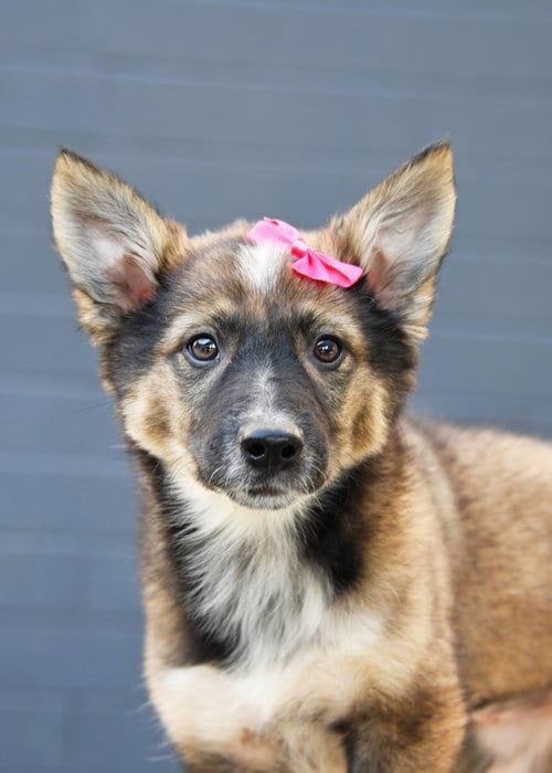 Photo of Ayla Cali, adoptable Australian Cattle Dog/Blue Heeler in Sandy, Utah
