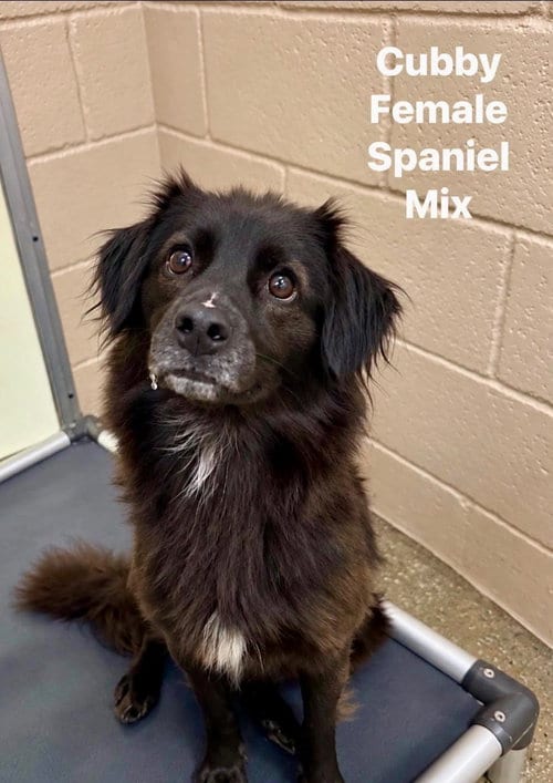 Photo of Cubby, adoptable Spaniel in Burnsville, North Carolina