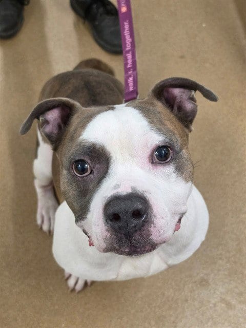 Photo of Jacks, adoptable Pit Bull Terrier in St Peters, Missouri