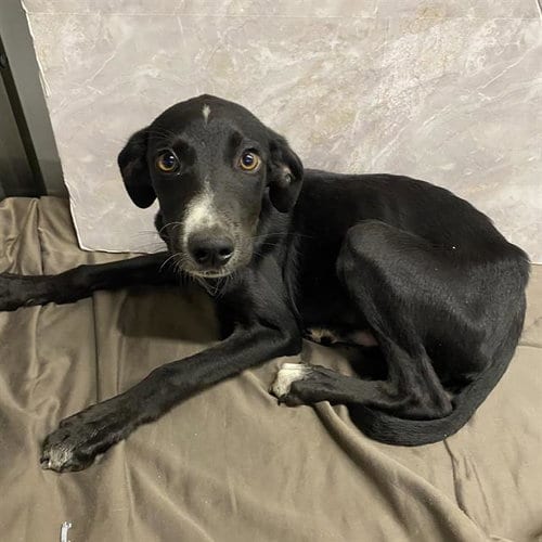 Photo of Mars, adoptable Border Collie in Modesto, California