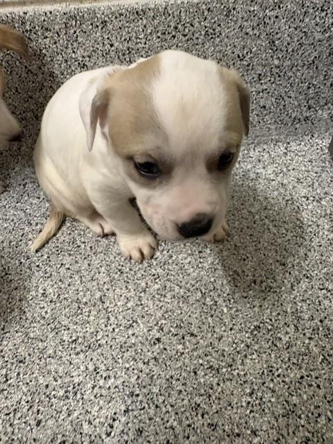 Photo of A659993, adoptable Pit Bull Terrier in Houston, Texas