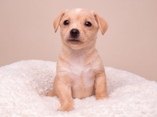 Photo of Discount: TJ Maxx, adoptable Chihuahua in Romoland, California