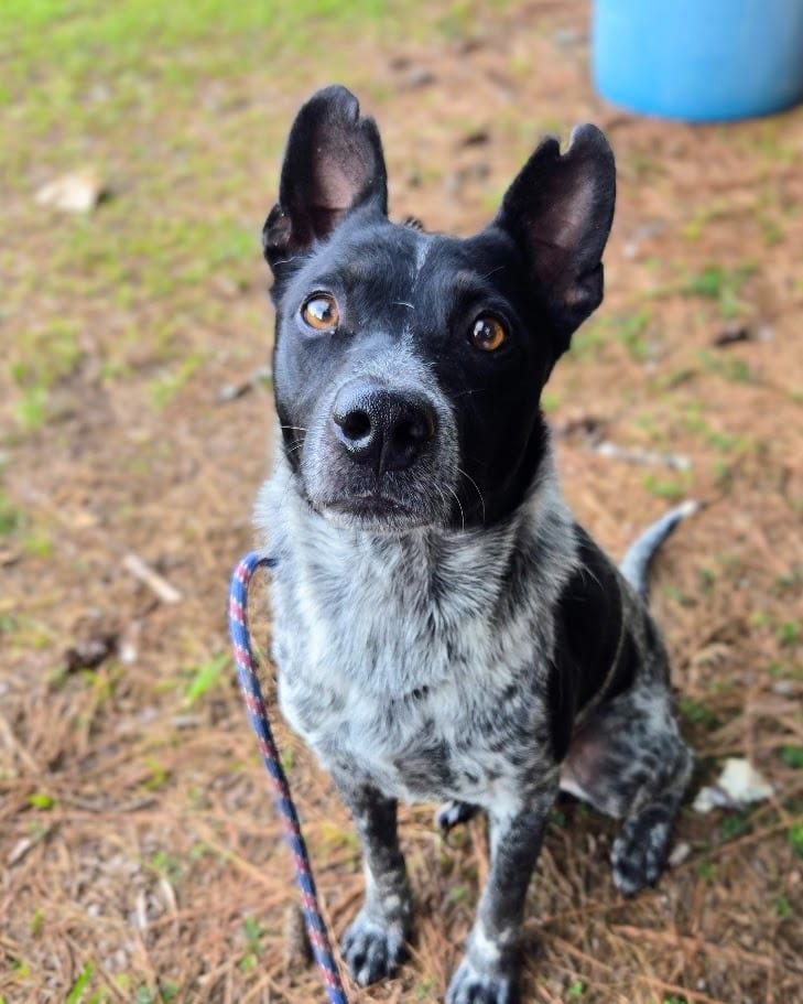 Photo of Apollo, adoptable Mixed Breed in Douglasville, Georgia