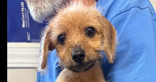 Photo of Morty, adoptable Dachshund in Bolivar, Missouri