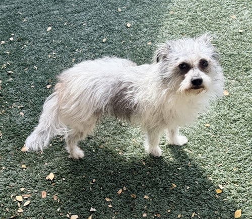 Photo of Rocky, adoptable Terrier in Salinas, California
