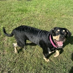 Photo of Briella, adoptable Rottweiler Hound (Unknown Type) in Frederick, Maryland