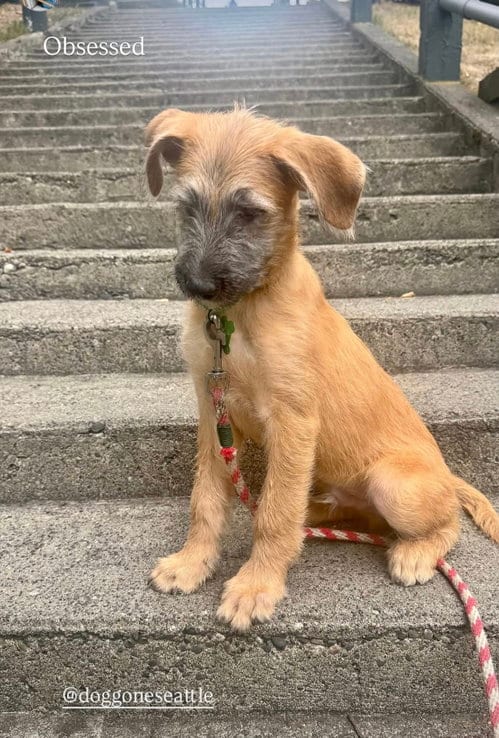 Photo of Garth, adoptable Poodle (Standard) in Seattle, Washington