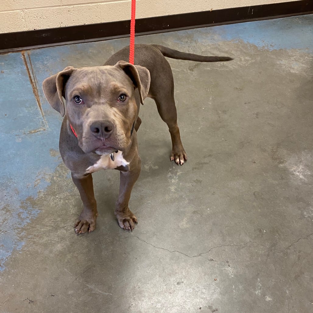Photo of Ollie, adoptable Mixed Breed (Medium)
