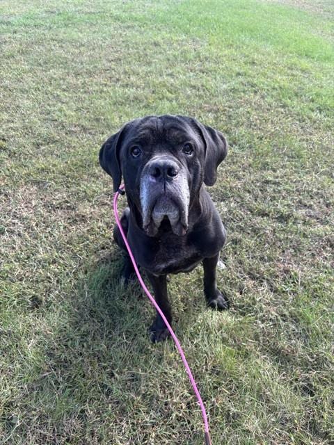 Photo of Admiral, adoptable Cane Corso Mastiff in Forestville, Maryland