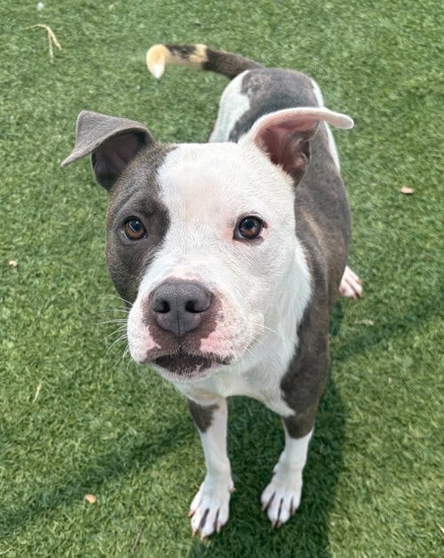 Photo of Blaze, adoptable Pit Bull Terrier in Little Elm, Texas