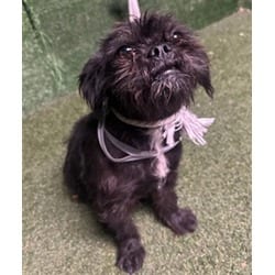 Photo of Deena, adoptable Terrier (Unknown Type, Medium) in Lancaster, California