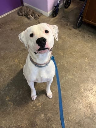 Photo of Romeo, adoptable Dalmatian/Mix in Mobile, Alabama