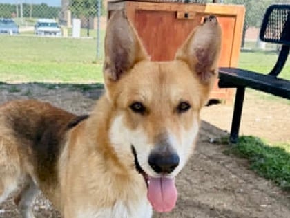 Photo of Ace, adoptable dog in Georgetown, Texas
