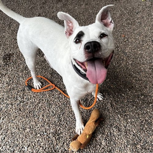 Photo of Donovan, adoptable American Pit Bull Terrier in Mesa, Arizona