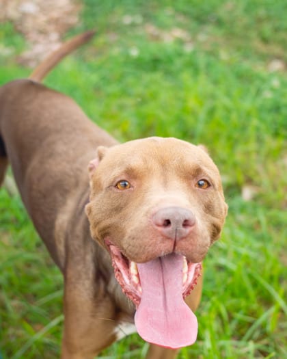 Photo of Musician, adoptable dog in Chamblee, Georgia