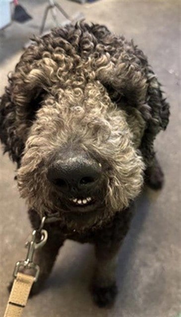 Photo of Obsidian, adoptable Poodle (Standard) in Sacramento, California