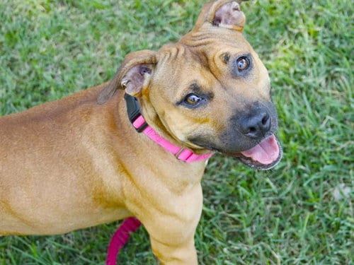 Photo of Daisy, adoptable American Staffordshire Terrier in Tallahassee, Florida