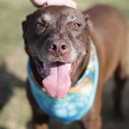 Photo of Jameson, adoptable Labrador Retriever in San Antonio, Texas