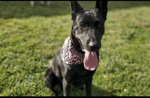 Photo of Keeva, adoptable Belgian Shepherd Malinois in Placerville, California