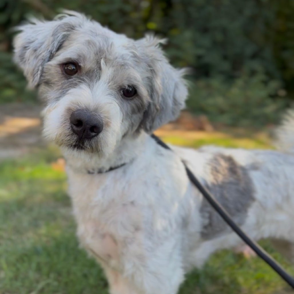 Photo of Neil, adoptable Lhasa Apso / Mixed Breed (Small) in Newberg, Oregon