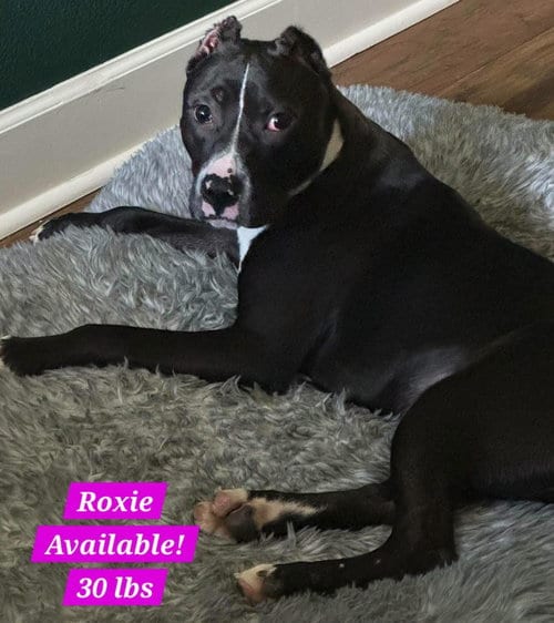 Photo of Roxy, adoptable Staffordshire Bull Terrier in Alexander, Arkansas