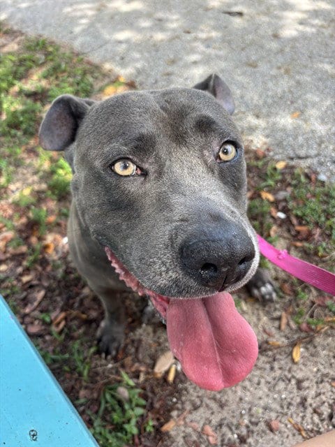 Photo of Matilda, adoptable Pit Bull Terrier in Miami, Florida
