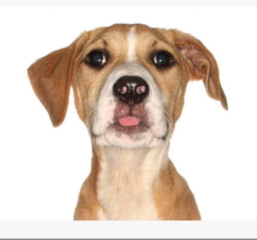 Photo of Louis, adoptable Labrador Retriever in Fort Pierce, Florida
