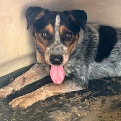 Photo of Loaf, adoptable Australian Cattle Dog Mixed Breed (Medium) in Stephenville, Texas