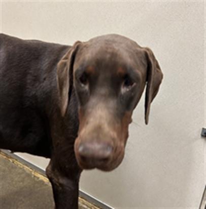 Photo of Buford, adoptable Doberman Pinscher in Ukiah, California
