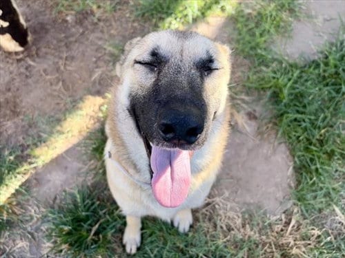 Photo of Gwen, adoptable German Shepherd Dog in Houston, Texas