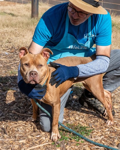 Photo of Adelaide, adoptable dog in Chamblee, Georgia