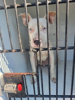 Photo of Scraz, adoptable dog in Atlanta, Georgia
