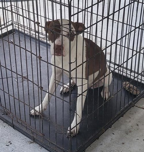 Photo of A829969, adoptable American Staffordshire Terrier in San Antonio, Texas