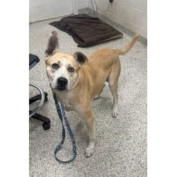 Photo of Aldo, adoptable Mixed Breed (Medium) in Kansas City, Missouri