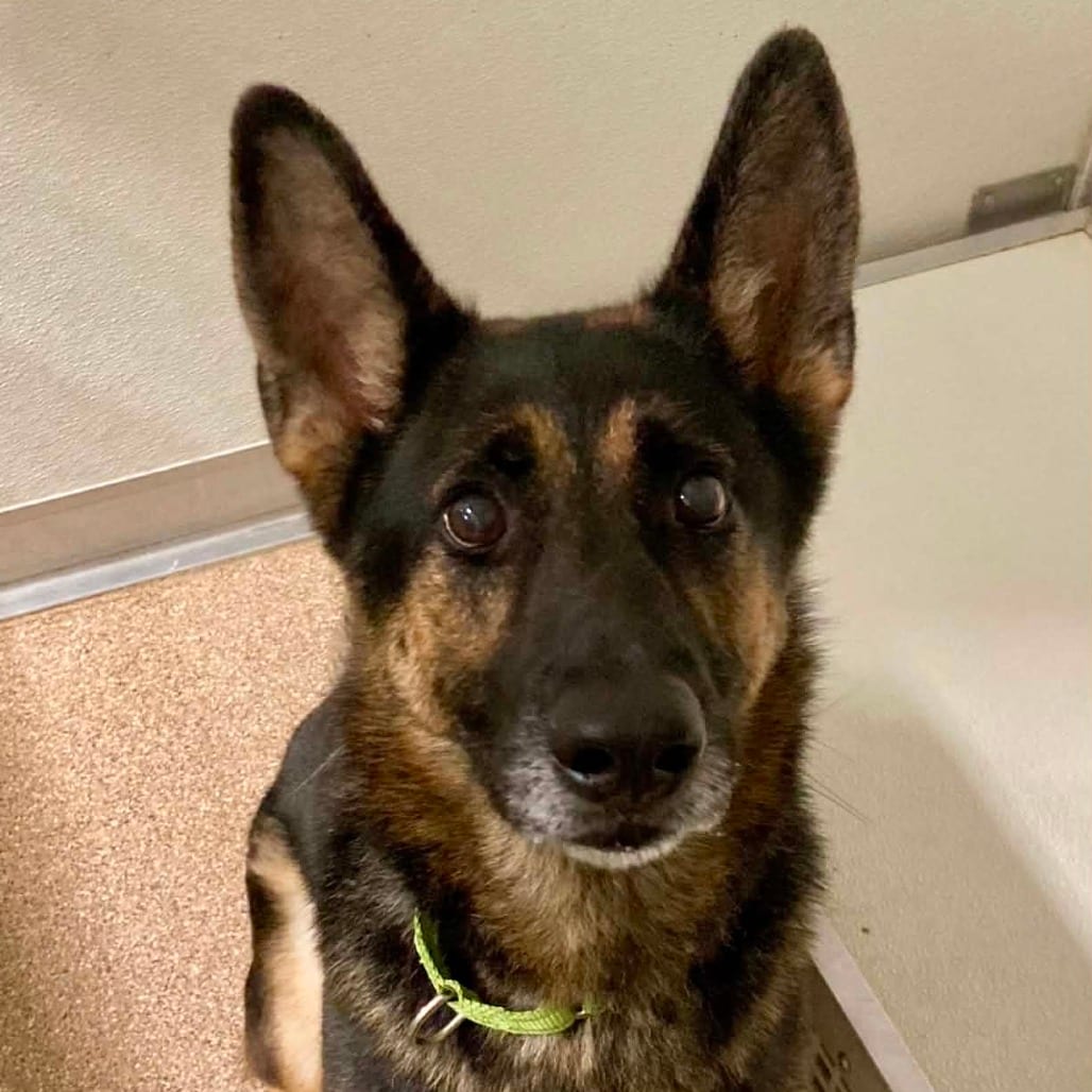 Photo of Reese, adoptable Shepherd, German in Ballston Spa, New York