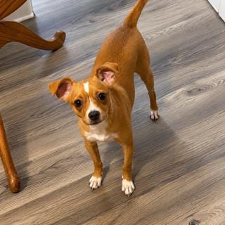 Photo of Willow, adoptable Chihuahua in San Antonio, Texas
