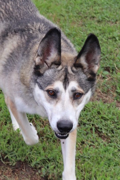 Photo of Prince, adoptable Siberian Husky in New Orleans, Louisiana