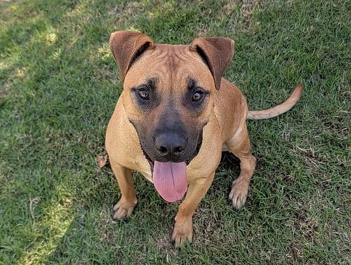 Photo of Archie, adoptable Rhodesian Ridgeback in San Clemente, California