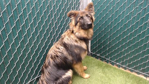 Photo of Everest, adoptable German Shepherd Dog in Downey, California