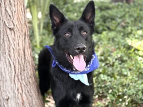 Photo of Teddy, adoptable German Shepherd Dog in San Pedro, California