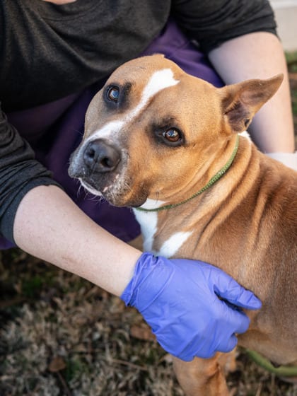 Photo of Lila Love- IN FOSTER, adoptable dog in Chamblee, Georgia