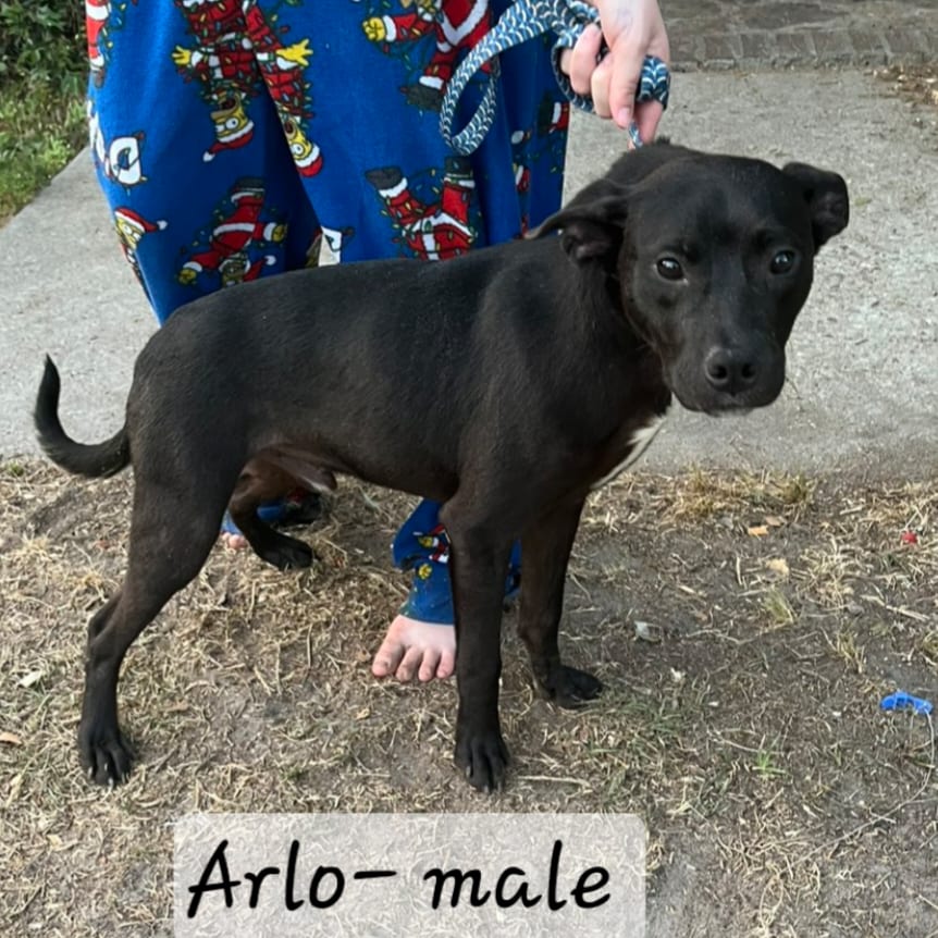 Photo of Arlo, adoptable Collie, Border in Hinesville, Georgia