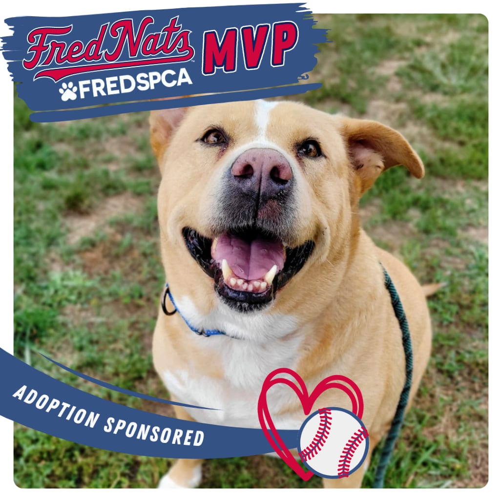 Photo of Lemon, adoptable Mixed Breed (Large) in Fredericksburg, Virginia