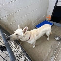Photo of Ghost, adoptable German Shepherd Dog in Ringgold, Georgia