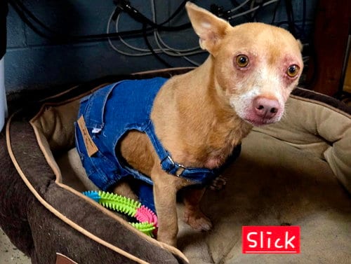 Photo of Slick, adoptable Chihuahua in Albemarle, North Carolina