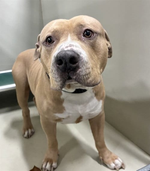Photo of Broly, adoptable American Bulldog in Forestville, Maryland