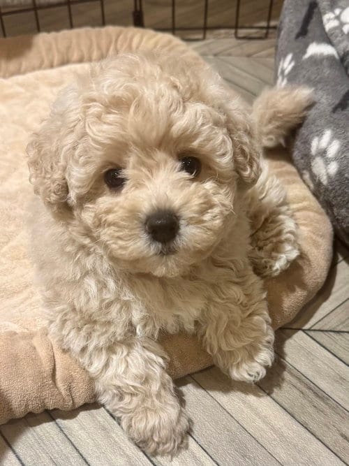 Photo of Scrunchie, adoptable Poodle (Miniature) in Mundelein, Illinois